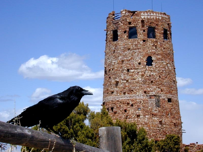 Crow at Tower